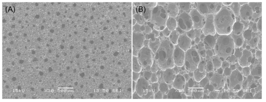 SEM image of anti-bacterial PU foam (A: skin; B: cross section)