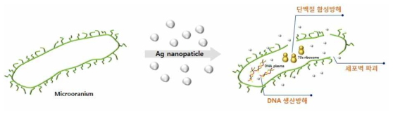 Antimicrobial activity of Silver nanoparticles