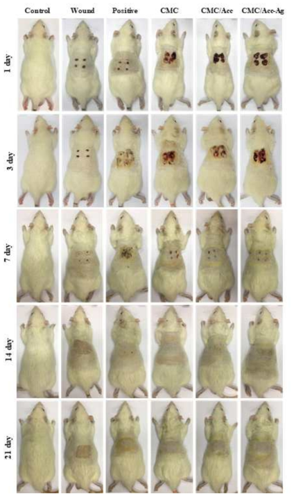 Representative macroscopic pictures of wound groups were shown at 1, 3, 7, 14 and 21 days post-wounding