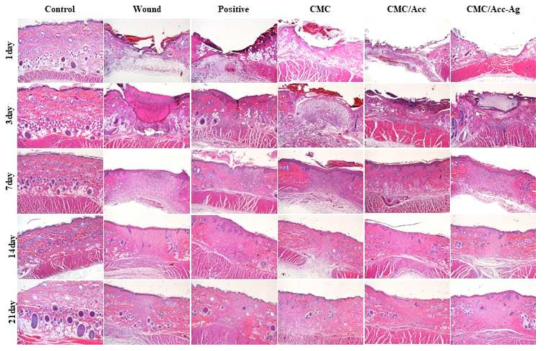 Evaluation of histopathology in the healing effect of ointments on wound induced skin damage using the Hematoxylin and Eosin (H&E) stain. (x 40)