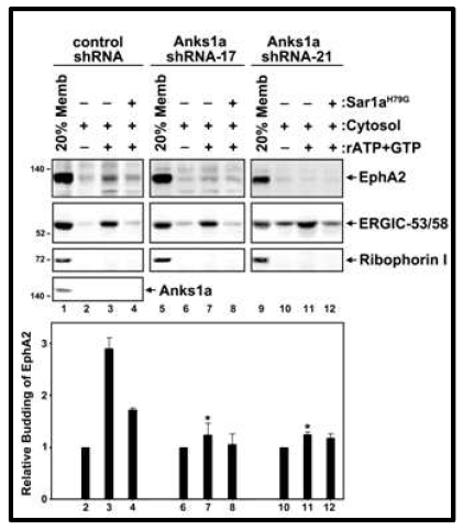 in vitro COPII vesicle budding assay을 통한 EphA2의 ER export 분석