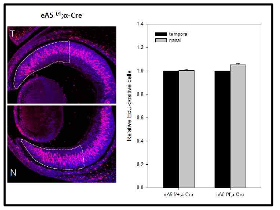 ephrin-A5 KO 배아의 망막세포분열 분석