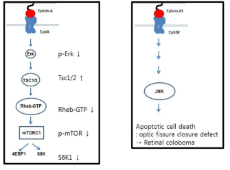망막발달과정에서의 ephrin-A5/EphB2의 역할 규명