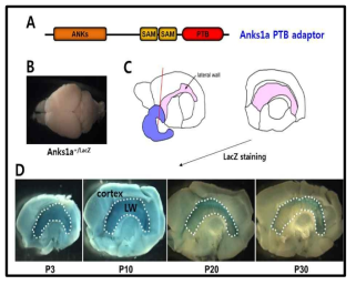 대뇌 외측 뇌실막 세포에서 Anks1a 단백질의 특이적 발현