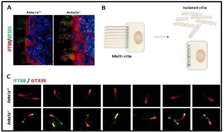 Anks1a가 KO된 뇌실막조직의 다중섬모에서 IFT88-positive protein complex가 증가하여 있음