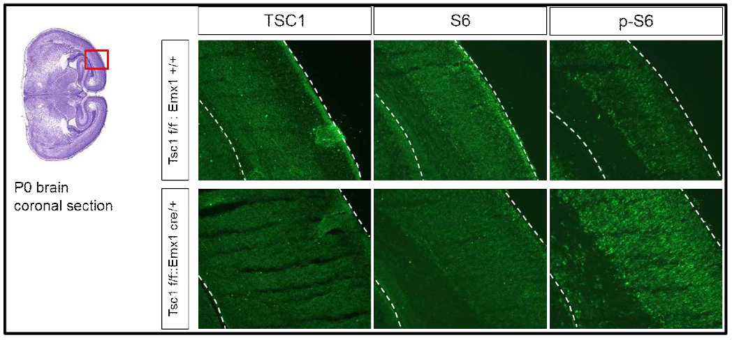 Emx1(cre/+)-TSC1(f/f) 쥐 cerebral cortex내 pS6의 증가