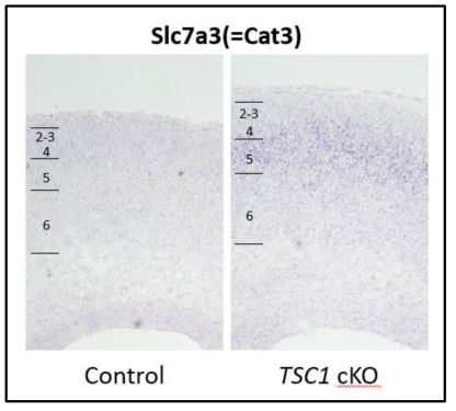 RNA in situ hybridization of SLC7A3