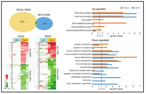 Genes (DEGs) and proteins (DEPs) altered by hyperactivated mTOR signaling