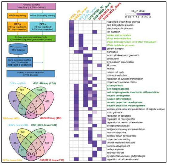 TSC-implicated cellular processes by hyperactivated mTOR signaling