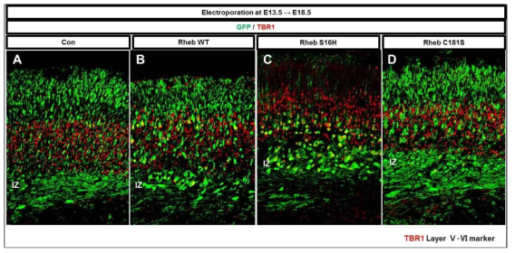 E13.5 시기에 Rheb 및 돌연변이 유전자를 발현 후 E18.5에 확인