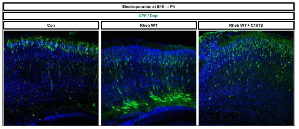 E16 시기에 Rheb 와 Rheb C181S 유전자를 발현 후 P4에 회복 확인