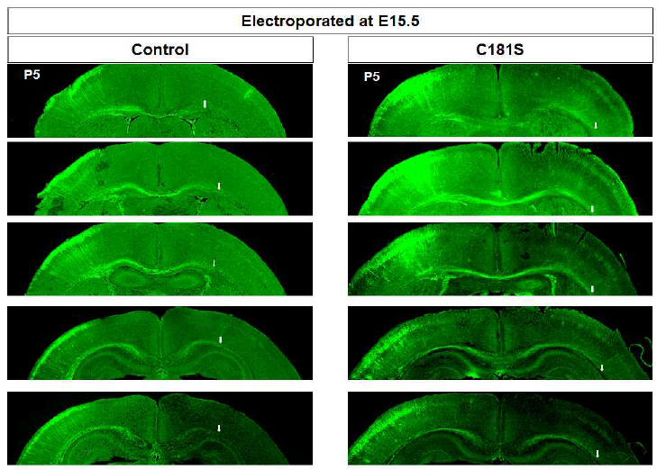 Rheb C181S에 의한 Upper layer 신경세포의 축삭돌기 신장 변화