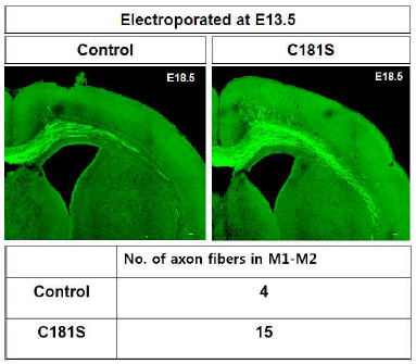Rheb C181S에 의한 bottom layer 신경세포의 축삭돌기 섬유(axon fiber) 변화