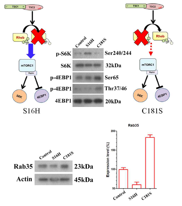 Rheb S16H 와 Rheb C181S의 분자생화학적 기전의 차이점