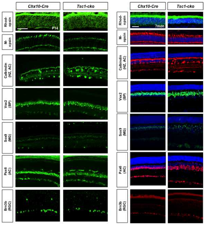 Tsc1-cko 생쥐 망막 신경세포 분포 이상
