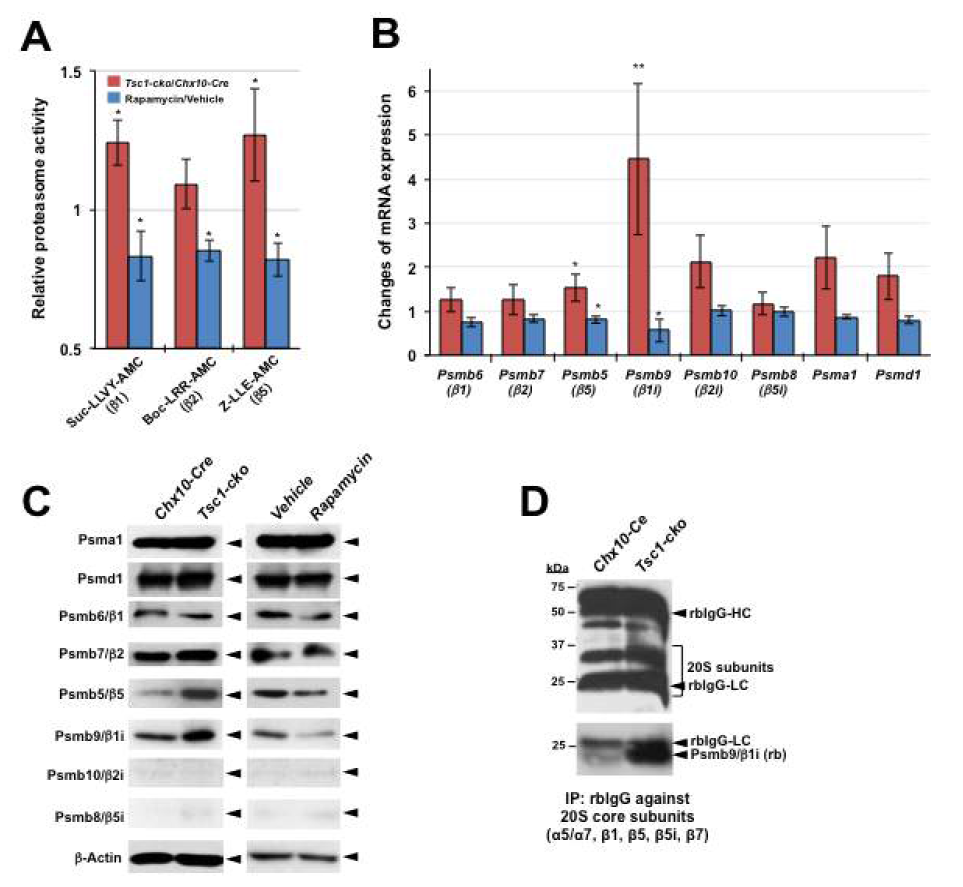 mTORC1 활성 변화에 따른 proteasome 구성 인자 발현 변화 관찰