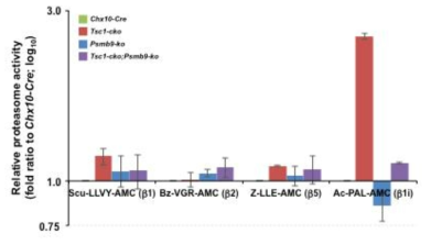 Psmb9-ko;Tsc1-cko 생쥐 망막에서 proteasome 활성 조사