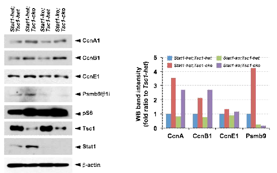 Stat1-ko에 의한 Tsc1-cko 생쥐 망막신경전구세포 내 cyclin 양 변화