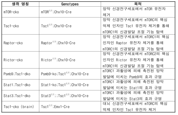 본 연구를 위해 제작 사용된 생쥐 모델 정보