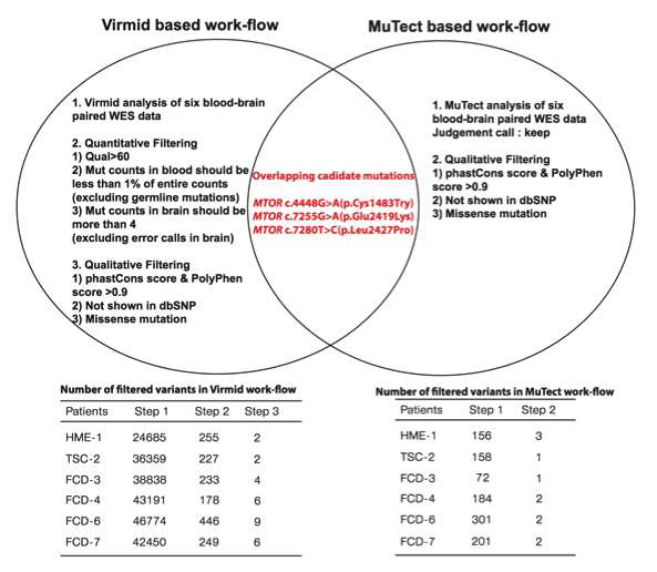 VIRMID 및 MuTect based work-flow를 통하여 두 algorithm에서 공통적으로 발견되는 MCD 환자 뇌 병변 특이적 somatic mutation을 찾는 과정을 보여주는 모식도