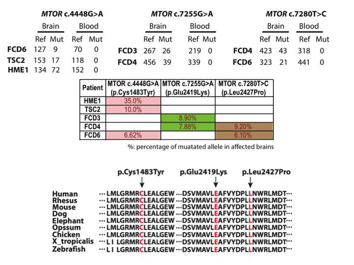 MCD환자 5명으로부터 뇌 병변 특이적으로 관찰된 mTOR somatic mutation