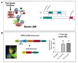 mTOR mutation negative FCD 환자에서 TSC1, TSC2 뇌 체성 유전변이가 있음을 확인하고 이를 CRISPR genome editing을 이용한 마우스 모델에서 인과관계를 증명함 (Lim et al, in preparation)