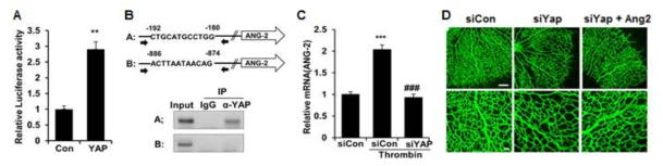 Yap는 angiopoietin-2의 발현을 통해 혈관신생을 억제함