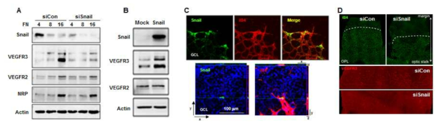 Snail은 VEGFR3 발현 유도를 통해 혈관 생성 및 안정화에 기여함