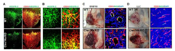Clec14a에 의한 혈관 패터닝 및 암혈관 신생 조절