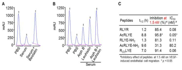 혈관신생 억제 펩타이드인 RLYE의 생체 안정화 구조인 AcRLYE 개발