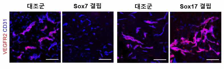 내피-특이 Sox7 및 Sox17 결핍에서의 VEGFR2 발현 변화