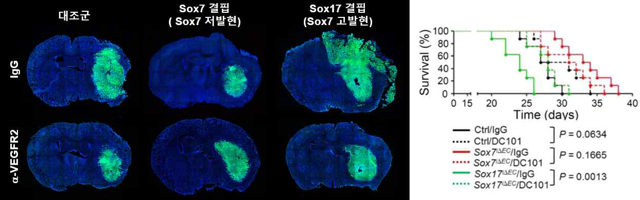 내피-특이 Sox7 및 Sox17 결핍이 DC101 항체 처리 후 뇌종양 크기 변화 및 생존에 주는 영향