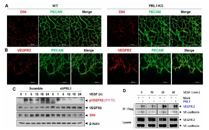 PRL1 유전자 결핍에 따른 VEGFR2 활성화 저해 분석