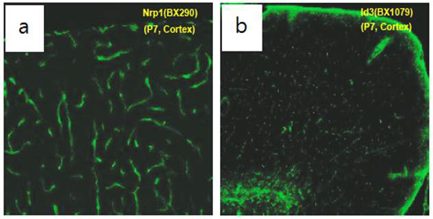 Nrp1-BAC-Gfp (a) 와 Id3-BAC-Gfp (b) 형질전환 생쥐 뇌 혈관에서의 GFP 발현