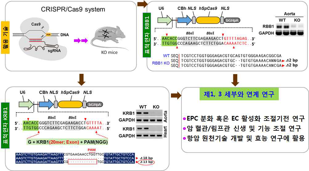 CRISPR/Cas9 기반 KRB1(A), RBB1(B) 결손 마우스 확립