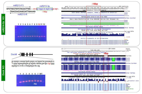 CRISPR/Cas9 기반 miR214-3P, Dock9 결손 마우스 확립