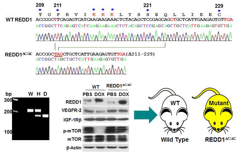 CRISPR/Cas9 기반 REDD1의 C-말단 결손 마우스 확립