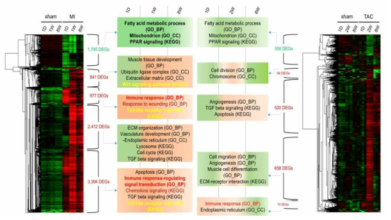 허혈성(좌) 및 비허혈성(우) 심부전 전사체의 hierarchical clustering 및 각 해당 cluster에 대한 GO 및 KEGG pathway 분석