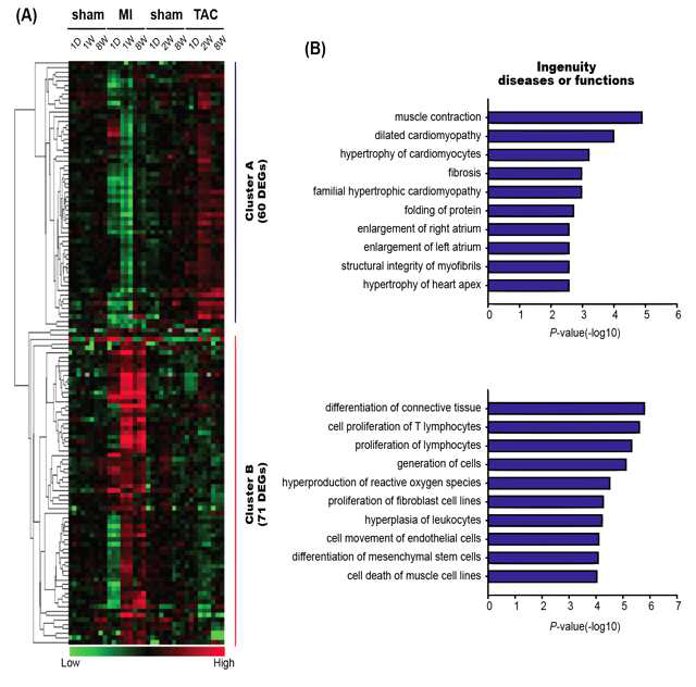 허혈성 및 비허혈성 심부전 이행과정 중 적어도 하나의 스테이지 이상에서 반대패턴을 보이는 DEG의 hierarchical clustering 결과 (A) 및 IPA 기능 분석 (B)