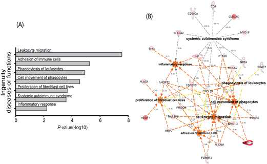 정상 심장에서 발현이 억제되어 있다가 비허혈성 심부전 이행단계에서 특이적으로 활성화되는 유전자 네트워크 분석. (A-B) 질병/기능관련 유전자 세트 분석결과