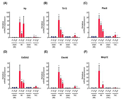 허혈성 심부전 이행단계에서 발현이 급증하는 유전자군에 대한 qRT-PCR 검증 결과. 정상 심장에서는 발현이 억제되어 있다가, 허혈성 심부전 이행과 동시에 적게는 20배, 많게는 100배 이상 급증함을 실험적으로 검증함