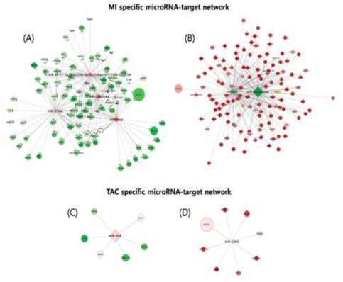 허혈성 (A-B) 및 비허혈성 (C-D) 심부전 특이적 miR-target 네트워크. 붉은색은 발현 증가를 초록색은 발현 감소를 나타내며, 노드 크기는 발현양 (PMMR 또는 FPKM)에 비례하고, 노드 색깔의 진하기는 발현변화 (fold change)에 비례함
