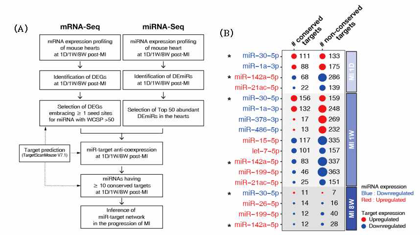 허혈성 심부전 이행단계별 (초기, 중기, 말기) 핵심 miR-target 네트워크 발굴. (A) 심부전 이행과정에서 anti-coexpression을 보이는 상위 50개 miRNA와 그들의 타겟유전자를 대상으로 miR-target network를 분석. (B) 허혈성 심부전 초기, 중기, 말기에서 차등발현하는 DEmiR 및 각 단계에서 anti-coexpression을 보이는 miRNA 타겟 유전자 개수