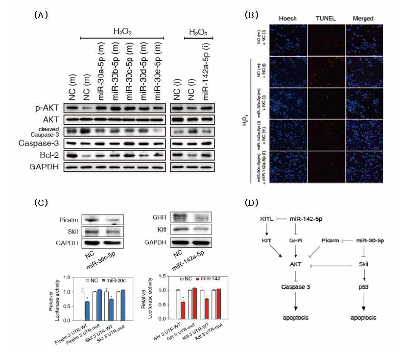 NRVM을 이용한 in vitro ischemic heart failure 모델에서 miR-30-5p family와 miR-142a-5p inhibitor가 세포사멸을 억제하는 새로운 target network를 발굴함