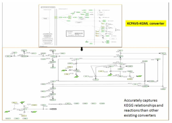 KcPAVS KGML/KEGG-XML converter를 이용해 KGML 포맷(hsa0522)을 변환함. 변환된 도표는 KEGG pathway 원본과 의미상 동일함. KcPAVS-KGML converter는 성공적으로 pathway 상의 여러 정보들을 추출하고 변환할 수 있음