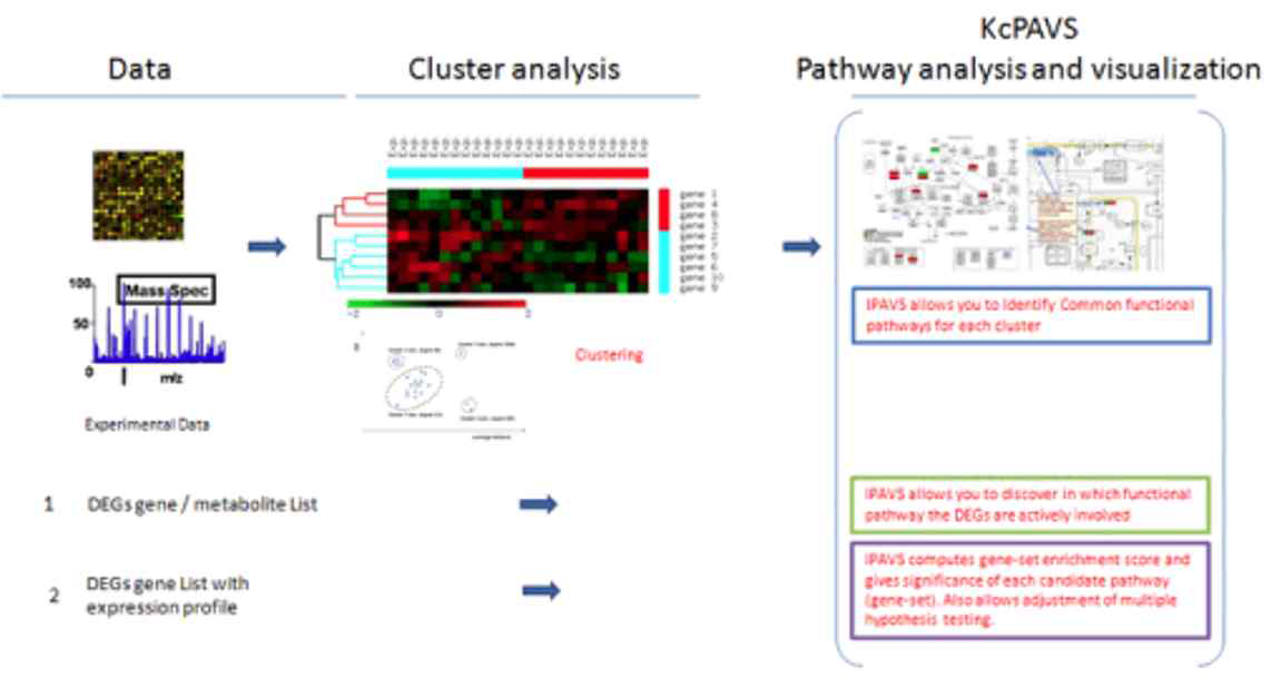 대용량데이터를 업로드하여 주요 pathway를 산출하고 유전자들간의 clustering 을 분석함