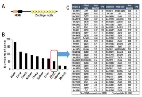 KRAB 전사인자 유전자 발굴. (A) KRAB 유전자에 의해 coding되는 단백질의 일반적 구조 (B) 마우스 KRAB 유전자(223개)들의 조직분포 (C) 심장에서 발현되는 60개의 KRAB 유전자