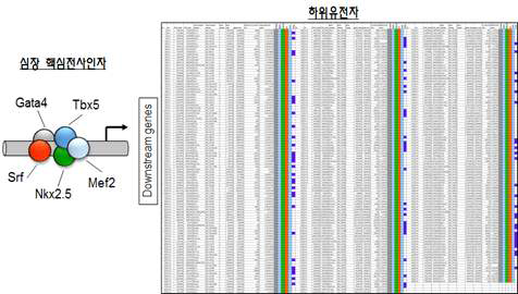 심장 핵심전사인자들에 조절받는 하위유전자