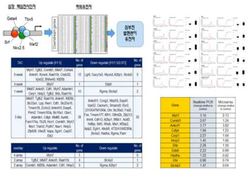 심장 핵심 전사인자에 의해 발현이 조절되는 하위유전자 발굴 및 TAC 심비대 모델에서 발현변이를 보이는 하위유전자 발굴