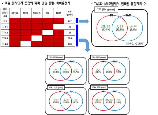 TAC과 MI 모델 NGS data를 이용한 심장 핵심인자-하위유전자 발현변이 분석